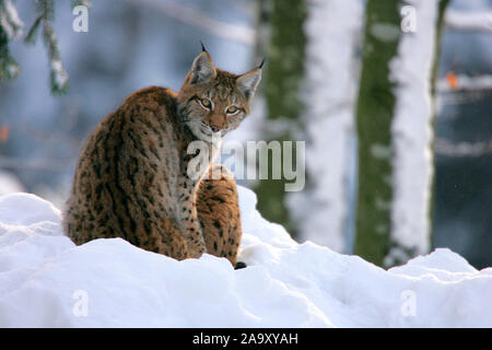 Luchs im Winterwald; Lynx nel bosco invernale; Lynx lynx; Bayerischer Wald, Deutschland Foto Stock