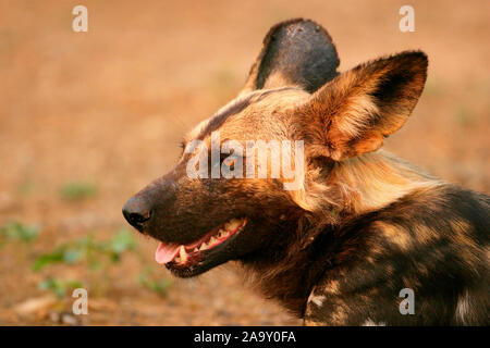 Afrikanischer Wildhund, ritratto; African Wild Dog, ritratto; Lyacon pictus; Krüger NP, Südafrika Foto Stock