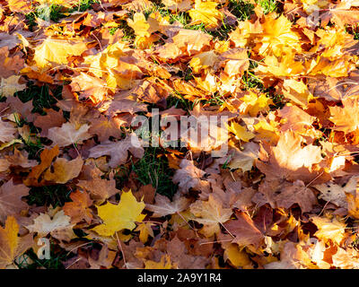 Colorato Foglie di autunno sul suolo della foresta Foto Stock