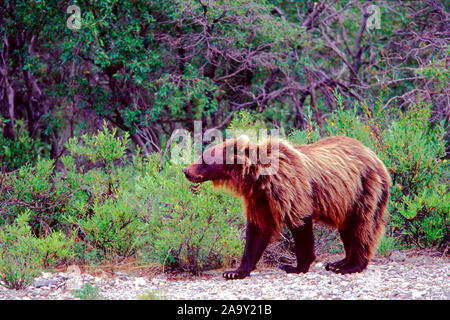 Grizzly im Flussbett; Grizzly nel letto del fiume; Ursus arctos; Parco Nazionale di Denali, Alaska, STATI UNITI D'AMERICA Foto Stock