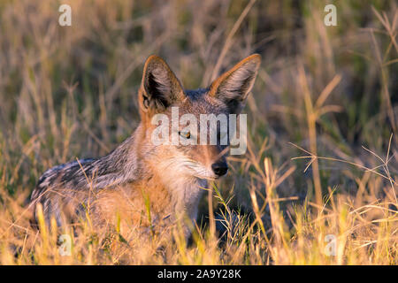 Afrika, Botswana, Schabrackenschakal, Canis mesomelis, Foto Stock