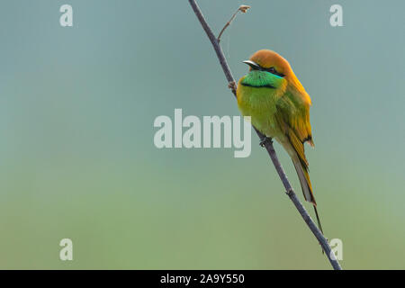 Green Bee-Eater appollaiate su pesce persico cercando in una distanza con la sfocatura dello sfondo verde Foto Stock