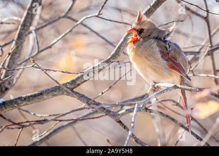 Una femmina di cardinale (Cardinalis cardinalis) appollaiato in un albero con la bocca aperta chiedendo in inverno. Foto Stock