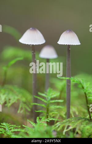 Mycena galopus, noto come la mungitura del cofano o del latte-drop mycena di funghi selvatici dalla Finlandia Foto Stock