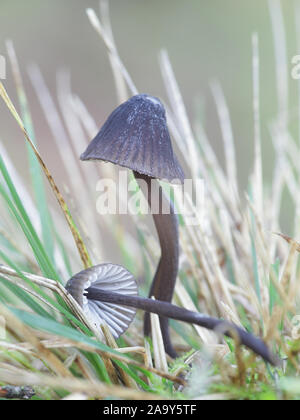 Mycena leucogala o Mycena galopus var. nigra, noto come la mungitura del cofano o del latte-drop mycena Foto Stock