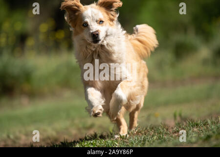 Un pelo lungo cane che corre verso la telecamera Foto Stock