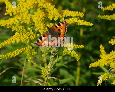 Butterfly orticaria seduti su fiori in giornata estiva, close up Foto Stock