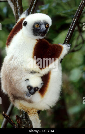 Kronensifaka, Larvensifaka, Verraux's Sifaka, Verraux verauxxi, mit JUngtier, Foto Stock