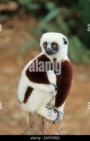 Kronensifaka / Larvensifaka / Verraux's Sifaka / Verraux verauxxi Foto Stock