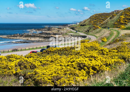 Guardando oltre a Moray Firth da Banff links beach, Aberdeenshire, Moray Firth, Aberdeenshire, Regno Unito Scozia Foto Stock