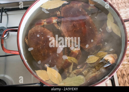 I granchi di cottura in una pentola con acqua bollente e foglie di alloro Foto Stock