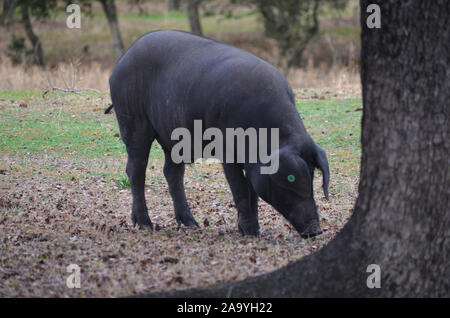 Iberico Free-ranging suini rovistando in una dehesa in Azuel (in provincia di Cordoba, Spagna meridionale) Foto Stock