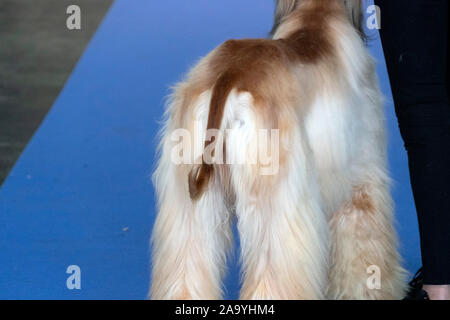 Levriero Afgano cane dettaglio coda Foto Stock