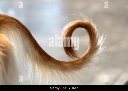 Levriero Afgano cane dettaglio coda Foto Stock