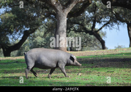 Iberico Free-ranging suini rovistando in una dehesa in Azuel (in provincia di Cordoba, Spagna meridionale) Foto Stock