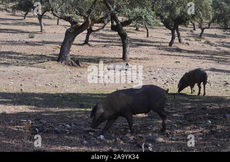 Iberico Free-ranging suini rovistando in una dehesa in Azuel (in provincia di Cordoba, Spagna meridionale) Foto Stock