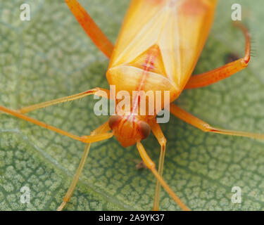 In prossimità della testa di un Megacoelum infusum mirid bug in appoggio sulla foglia di quercia. Tipperary, Irlanda Foto Stock