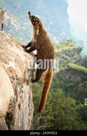 Il naso bianco coati salendo una piramide in tepoztlan morelos messico Foto Stock