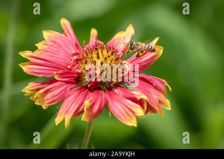 Ape con gambe laden con il polline in bilico a fiori colorati Foto Stock