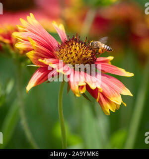 Ape con gambe laden con il polline in bilico a fiori colorati Foto Stock