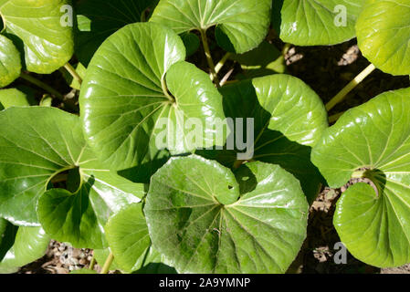 Rotondo grande o lucide foglie carnose di verde impianto di Leopard o Farfugium japonicum delle Asteraceae Foto Stock