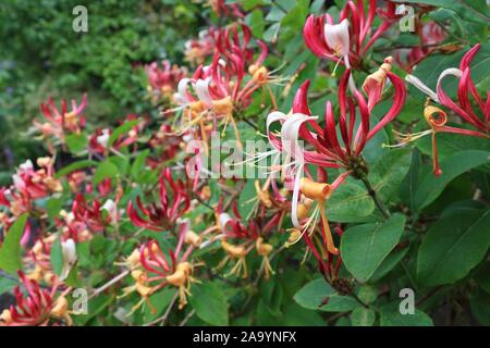 Caprifoglio Rosso in fiore con fogliame verde in estate Foto Stock