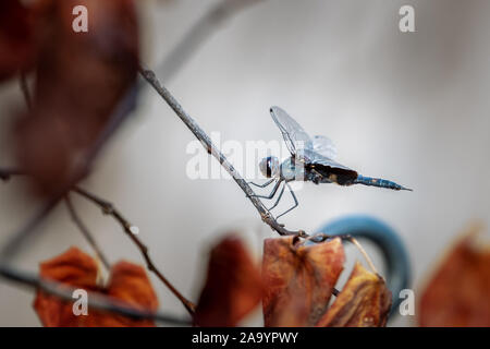Blue Darter Dragonfly (Pachydiplax longipennis) su un ramo. Foto Stock