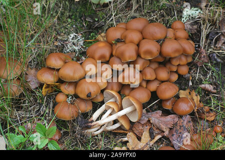 Psathyrella piluliformis, noto come moncone comune Brittlestem fungo cresce su oak in Finlandia Foto Stock