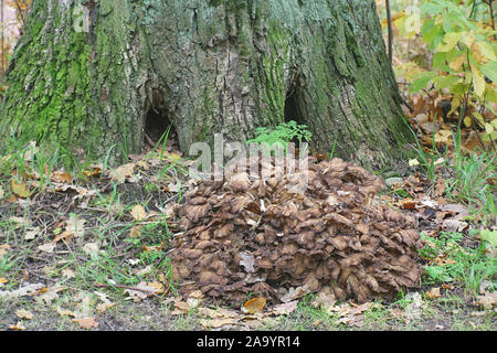 Grifola frondosa, noto come maitake, Gallina-di-il-woods, ram la testa e la testa di pecora, widl funghi commestibili con proprietà medicinali Foto Stock