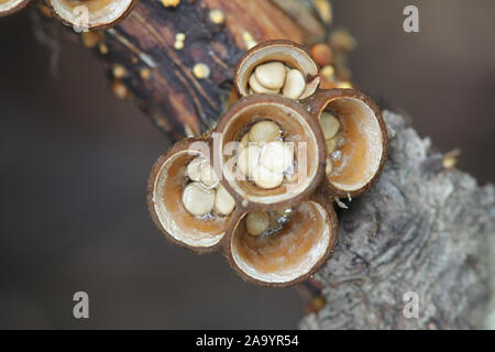 Crucibulum laeve, noto come common bird's-nest fungo o bird's Nest, funghi selvatici dalla Finlandia Foto Stock