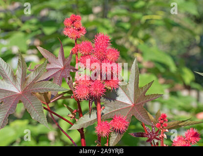 Albero di ricino,ricinus communis, con frutti Foto Stock