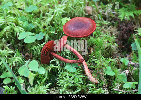 Cortinarius sanguineus, noto come il sangue rosso o rosso sangue webcap, funghi selvatici dalla Finlandia Foto Stock