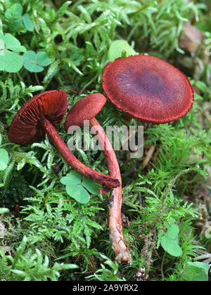 Cortinarius sanguineus, noto come il sangue rosso o rosso sangue webcap di funghi selvatici dalla Finlandia Foto Stock