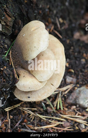 Tapinella panuoides, noto come l'Ostrica rollrim di funghi selvatici dalla Finlandia Foto Stock