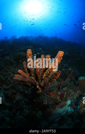 Tubo marrone (spugna Agelas conifera) sott'acqua nel mar dei Caraibi di Bonaire Foto Stock