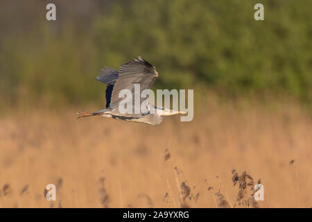 Vista laterale dell'airone grigio britannico selvaggio (Ardea cinerea) isolato in volo in habitat naturale, che sorvola le paludi delle zone umide, ali alte nel tratto ascendente. Foto Stock