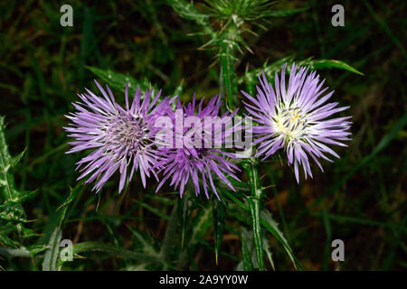 Galactites tomentosa (viola cardo) è un'erba biennale di solito si trova sulla nuda terra o i pascoli. È nativo per i paesi del Mediterraneo. Foto Stock