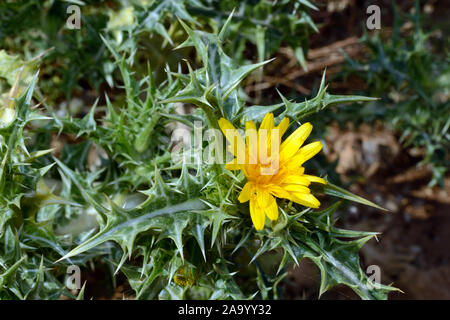 Scolymus maculatus (spotted golden thistle) si trova nei paesi del Mediterraneo e le isole Canarie. Foto Stock