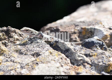 La Gran Canaria lucertola gigante Gallotia stehlini giovani esemplari Foto Stock