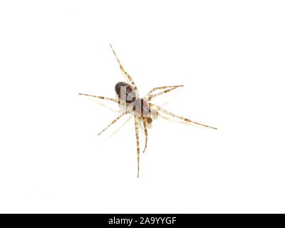 Linyphia dwarf spider isolati su sfondo bianco Foto Stock