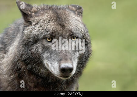 Ritratto di un comune lupo (Canis lupus) e verde sullo sfondo della natura Foto Stock