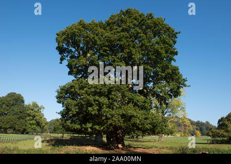 Foglie di farnia, Comune di quercia o inglese quercia (Quercus robur) con un luminoso cielo azzurro sfondo in un parco Foto Stock