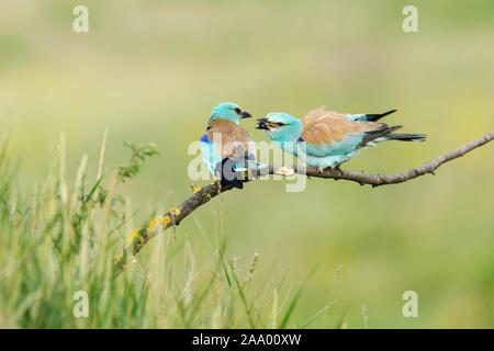 Rulli di europea, Coracias garrulus, corteggiamento alimentare mentre appollaiato su un ramo contro uno sfondo verde. È il solo membro del rullo famil Foto Stock