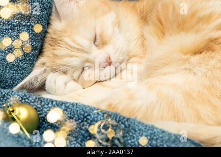 Crema simpatico gatto dorme su un plaid accanto a decorazioni di Natale. Foto Stock