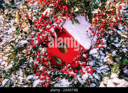 Red winter Garden Birdhouse abstract con neve e bambù con bacche rosse, New Jersey, USA, FS 18,29, 300ppi in nido box US nevystorm Foto Stock
