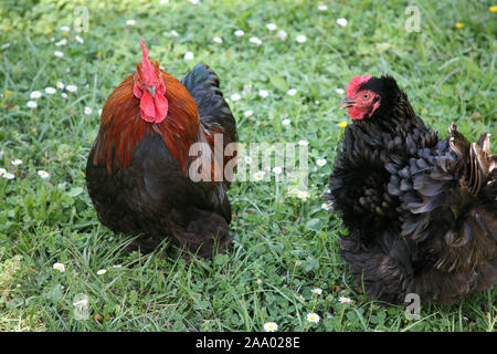 Polli che sono senza intervallo. Foto Stock