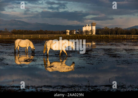 Il Parc Natural dels Aiguamolls de l'Empordà è un parco naturale situato nel nord-est della Catalogna, Spagna. Esso fa parte della baia di Roses e Foto Stock