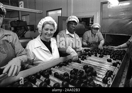 Pasticceria cioccolato operai addetti alla linea di produzione a York, Inghilterra, Regno Unito 1985 Foto Stock