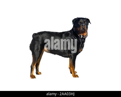 Rottweiler cane stand isolato su sfondo bianco Foto Stock