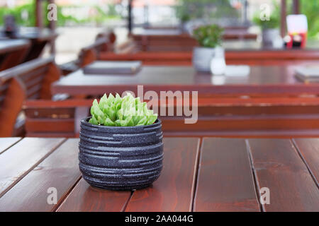 Pentola con succulente verde fiore sul tavolo di legno di outdoor street cafe. Design del ristorante. Foto Stock